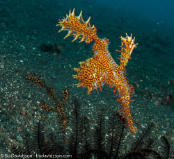 BD-090925-Lembeh-9253881-Solenostomus-paradoxus-(Pallas.-1770)-[Harlequin-ghost-pipefish.-Spökkantnål].jpg